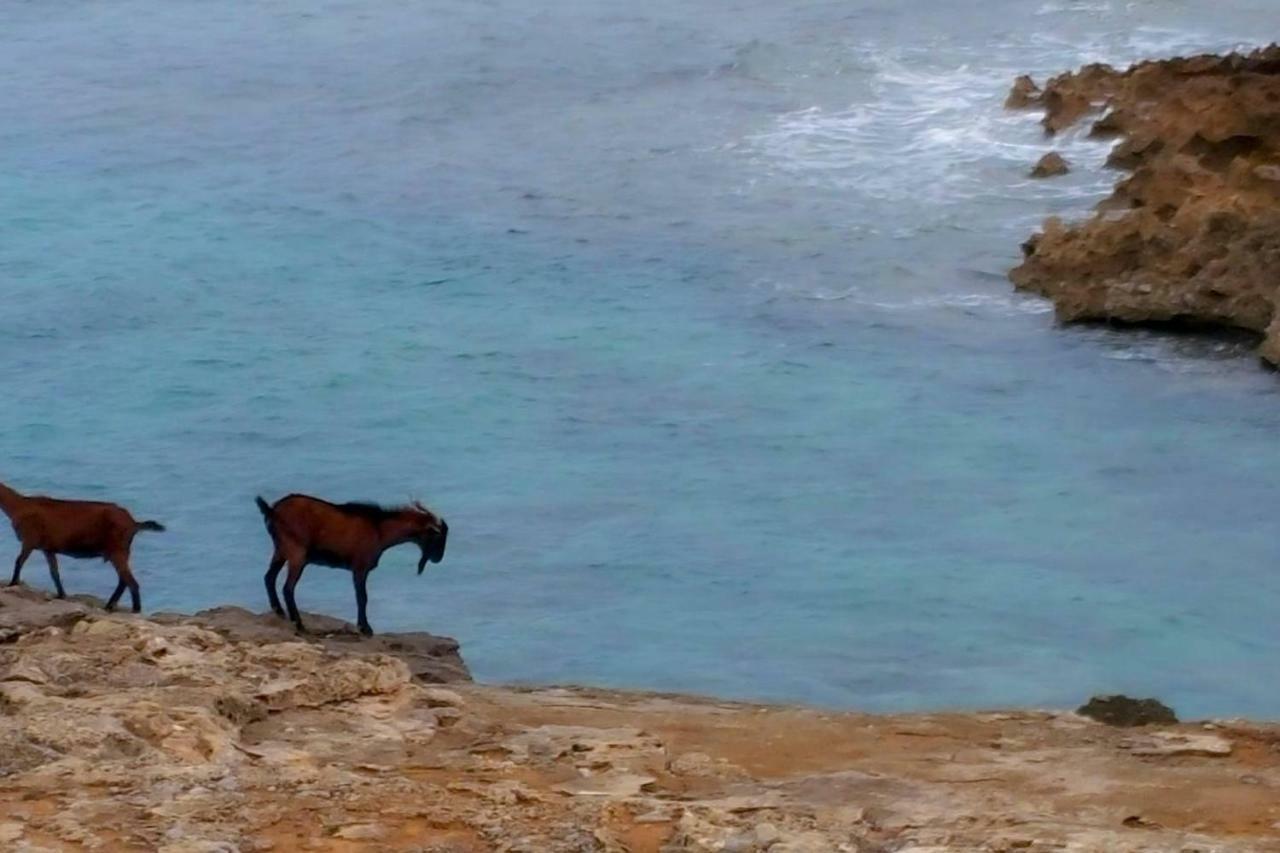 Es Fasser الكوذيا المظهر الخارجي الصورة